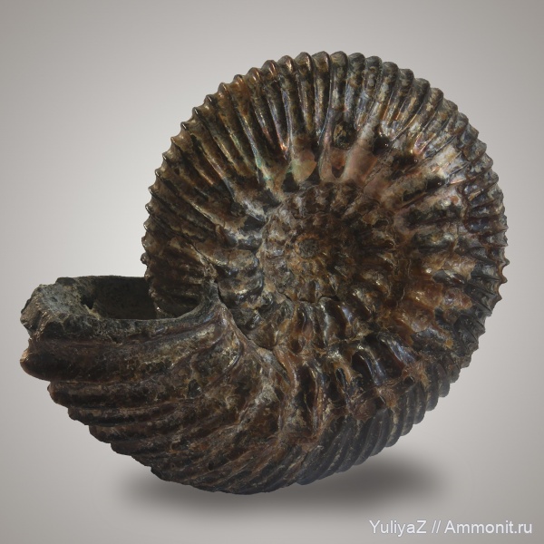 аммониты, Simbirskites, Ammonites, Simbirskitidae