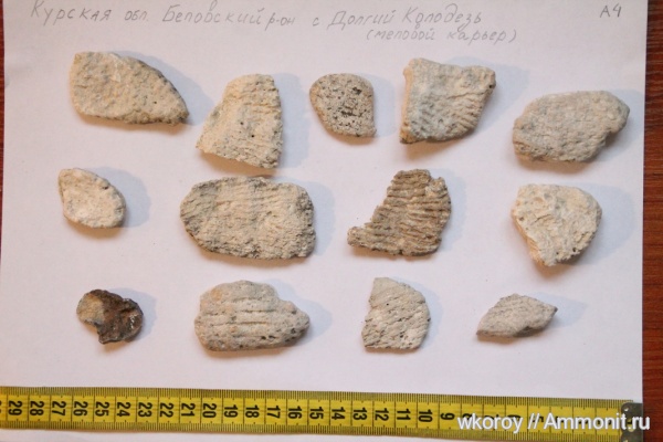 окаменелости, меловые отложения, Курская область