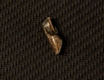 Фрагмент зуба плезиозавра