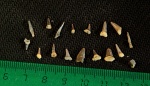 Мелкие зубы акул из песчаного карьера