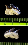 Курский Notidanodon