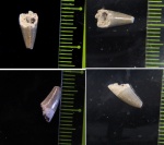 Зуб ихтиозавра или плезиозава - Курская область