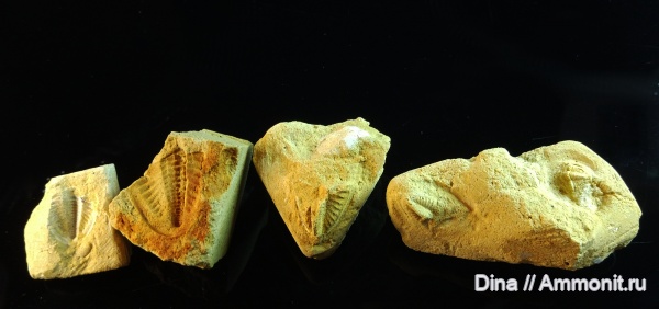 трилобиты, Русавкино, верхний карбон, Ditomopyge mosquensis