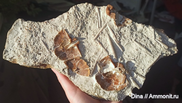 хрящевые рыбы, каширский горизонт, Холохольня, кохлиодонтиды