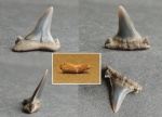 Зуб акулы,Isurolamna sp.