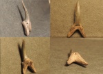 Зуб акулы Striatolamia sp.