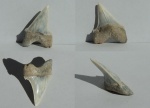 Зуб акулы Macrorhizodus