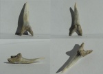 Зуб акулы Hypotodus