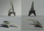 Зуб акулы Glueckmanotodus