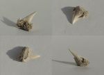 Зуб акулы Jaekelotodus
