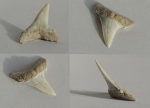 Зуб акулы Hypotodus