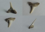 Зуб акулы Mennerotodus