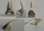 Зуб акулы "Jaekelotodus" robustus.