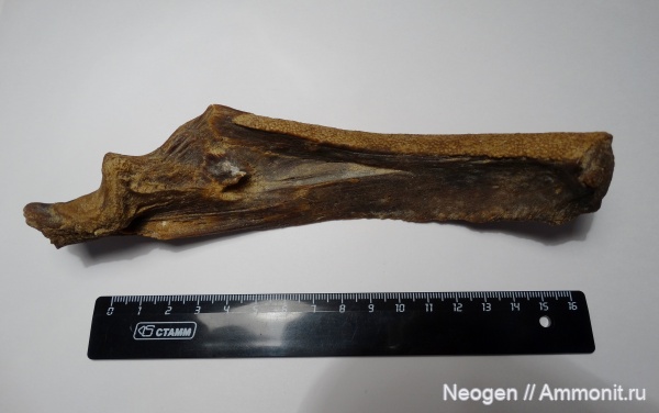 Нижняя челюсть, Silurus cf. glanis