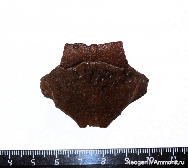 черепахи, Emys orbicularis, Европейская болотная черепаха, Нухальная пластинка