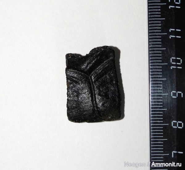 черепахи, Emydidae, Американские пресноводные черепахи, Периферальная пластинка