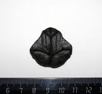 Азиатские пресноводные черепахи Geoemydidae Theobald, 1868.