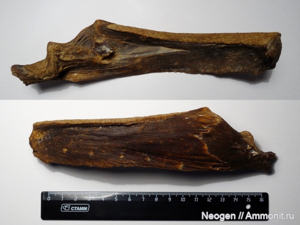 рыбы, гиппарионовая фауна, Сом, Silurus cf. glanis