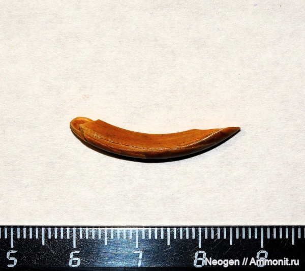 млекопитающие, бобры, грызуны, гиппарионовая фауна, Трогонтериевый бобр, Trogontherium minutum