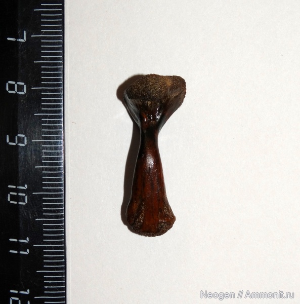 рептилии, черепахи, Emys orbicularis, Европейская болотная черепаха