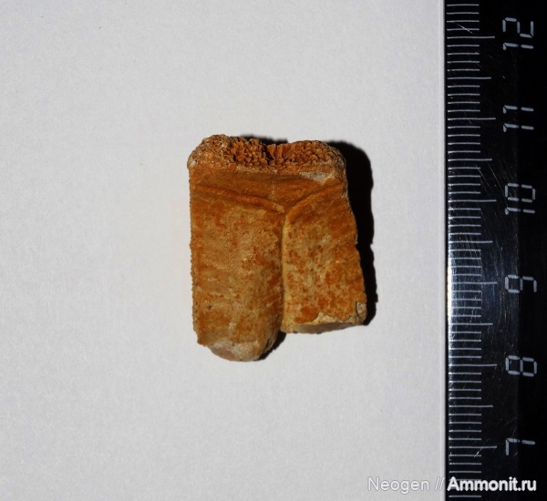 рептилии, черепахи, гиппарионовая фауна, Азиатские пресноводные черепахи, Geoemydidae