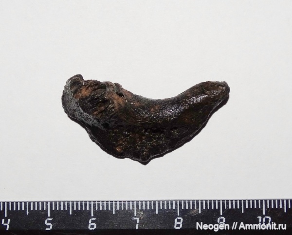 рыбы, Кутум, Rutilus frisii kutum, Rutilus