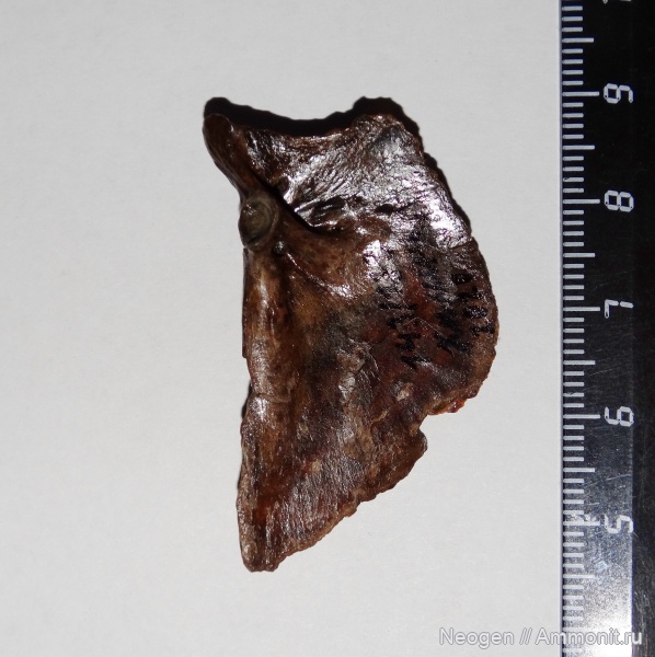 рыбы, Лещ, Abramis brama