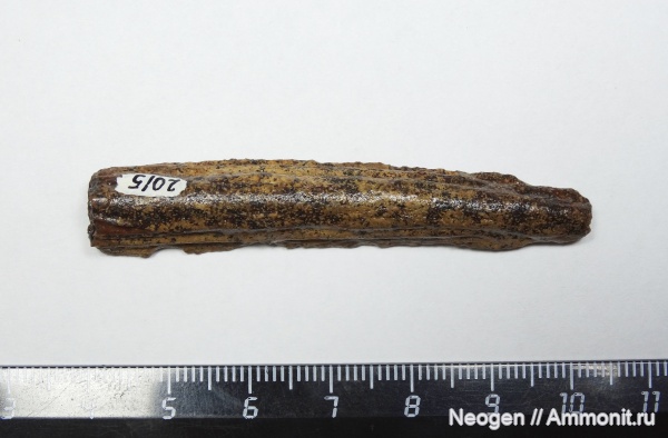 рыбы, Белуга, Huso huso