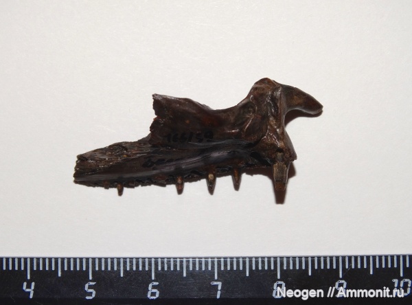 рыбы, Судак, Обыкновенный судак, Sander lucioperca