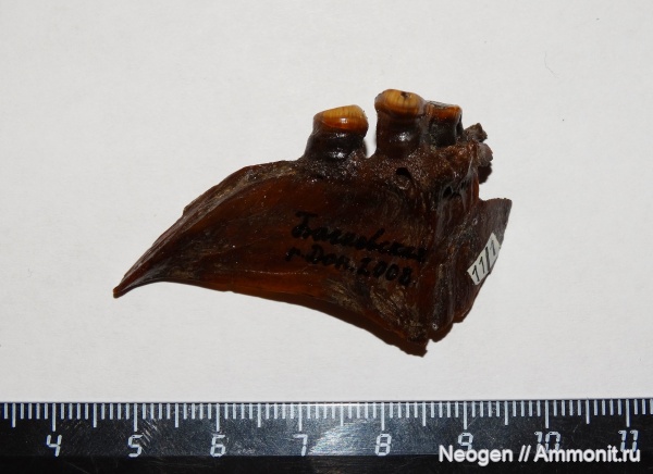 рыбы, Сазан, Cyprinus carpio