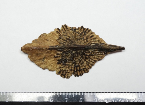 рыбы, Осетровые, Русский осётр, Acipenser gueldenstaedtii