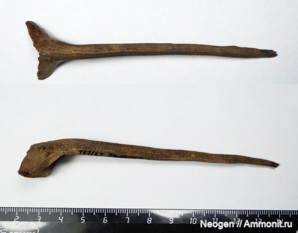 рыбы, Осетровые, Севрюга, Acipenser stellatus