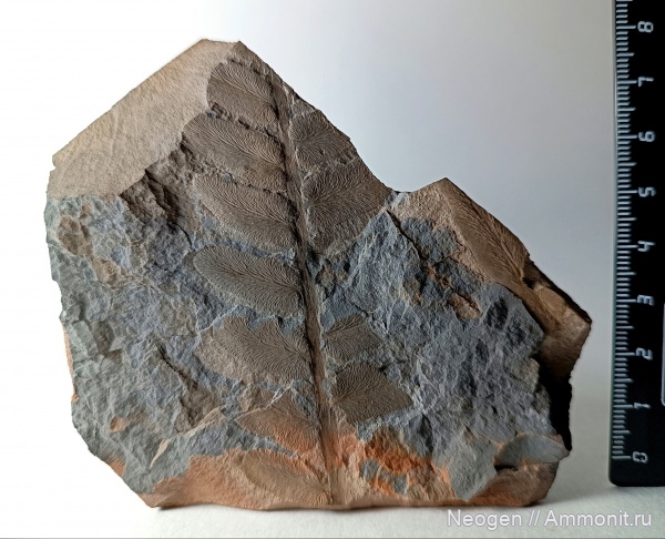 птеридоспермы, Neuropteris tenuifolia, Pteridospermae, Семенные папоротники