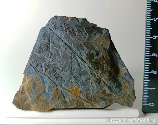 птеридоспермы, Mariopteris, Pteridospermae, Семенные папоротники, Вайя, Mariopteris sauveurii