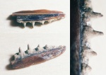 Фрагмент челюсти рыбы