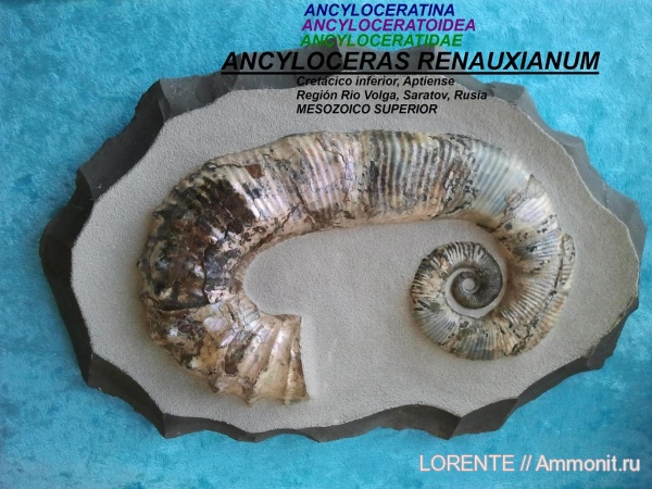 Audouliceras, Ancyloceratidae, Ancyloceratina, Ancyloceratoidea