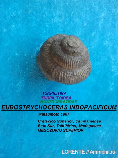 Turrilitina, Turrilitoidea, Nostoceratidae, Eubostrychoceras