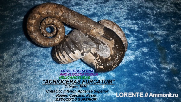 Ancyloceratina, Ancyloceratoidea