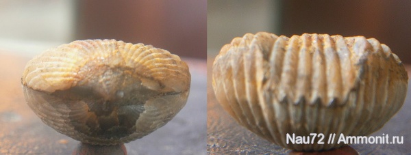 брахиоподы, берриас, Крым, Belbekella airgulensis, Belbekella