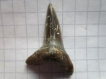 зуб эоценовой акулы Striatolamia sp.