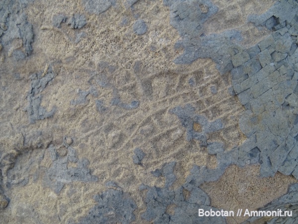 мел, мезозой, ихнофоссилии