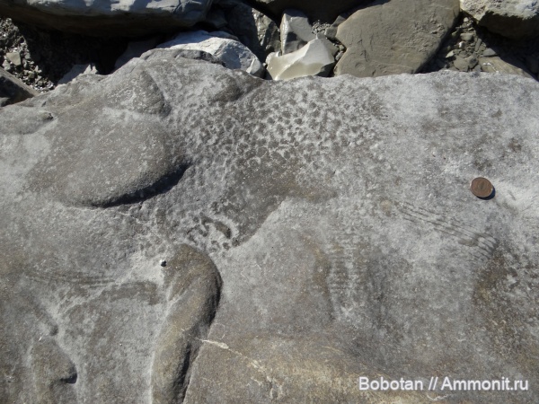 ихнофоссилии