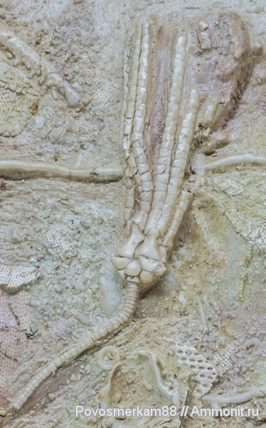 верхний карбон, касимовский ярус, Хамовнический горизонт, Graphiocrinidae, Sukhanovocrinus