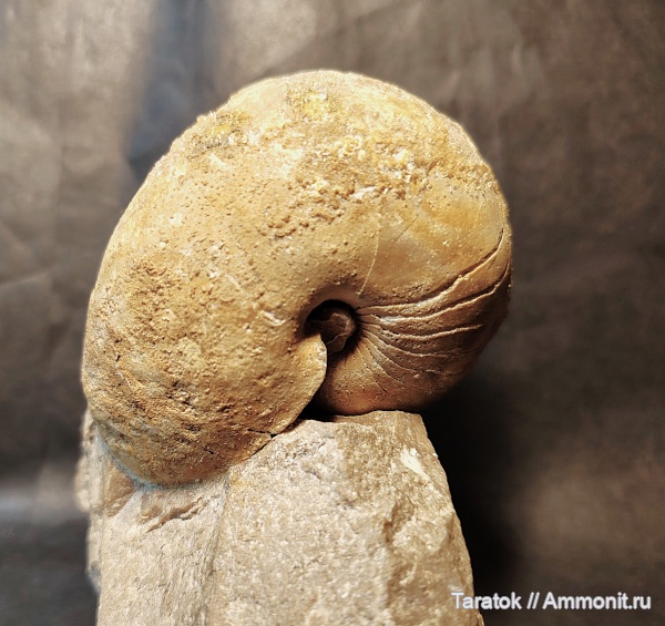 карбон, наутилусы, Ephippioceratidae, венёв