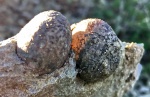 Две цистоидеи (Echinosphaerites) из Вильповиц