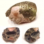 Фрагмент раковины аммонита Cadoceras (река Йода)
