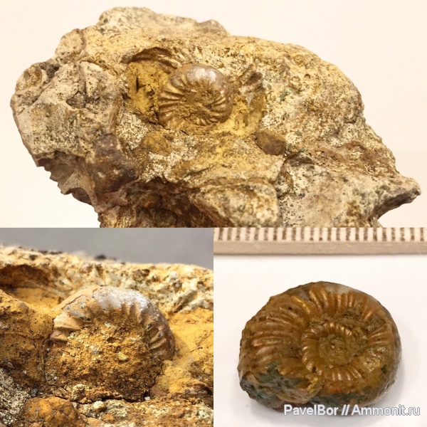 аммониты, Perisphinctes, Perisphinctidae, р. Йода, Kranaosphinctes