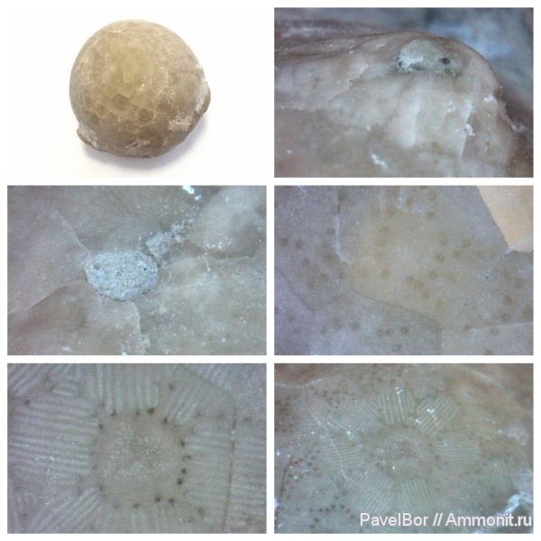 ордовик, Вильповицы, цистоидеи, морские пузыри, Echinosphaerites, Cystoidea