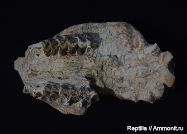 США, млекопитающие, ореодонт, Merycoidodon gracilis, Oreodont