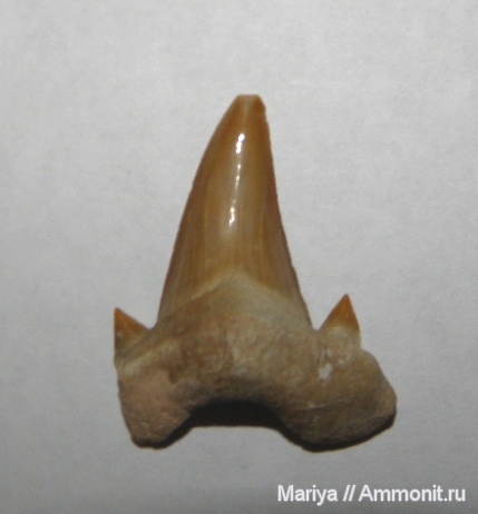 Марокко, акулы, зубы акул, Otodus, Otodus obliquus
